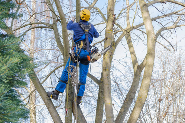 Professional Tree Care in Milton, WV
