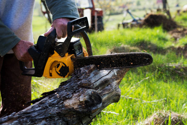How Our Tree Care Process Works  in  Milton, WV